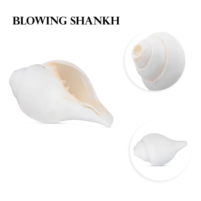 Blowing Shankh - 3 x 6 Inches | Shankha/ Conch for Pooja