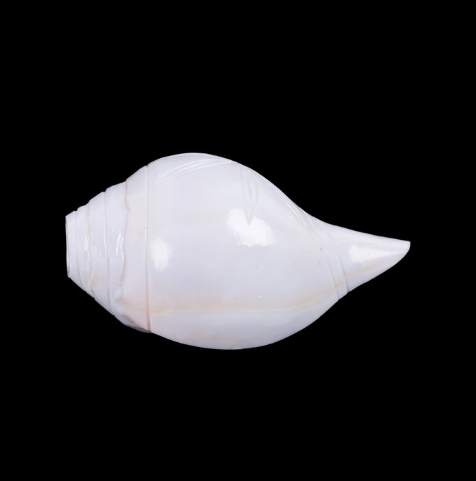Blowing Shankh - 2.75 x 5 Inches | Vamavarti Shankh/ Bajane Wala Shankh/ Blowing Conch for Pooja