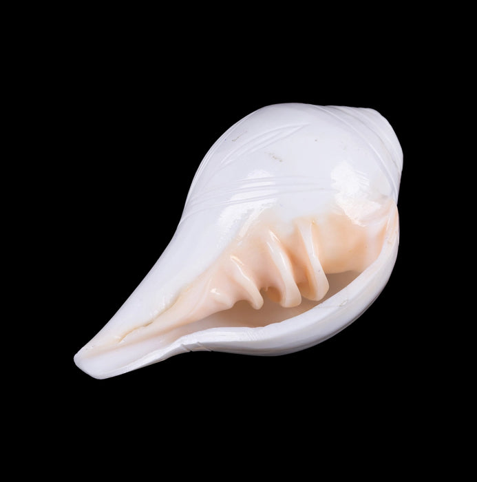 Blowing Shankh - 2.75 x 5 Inches | Vamavarti Shankh/ Bajane Wala Shankh/ Blowing Conch for Pooja