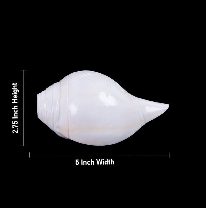 Blowing Shankh - 2.75 x 5 Inches | Vamavarti Shankh/ Bajane Wala Shankh/ Blowing Conch for Pooja
