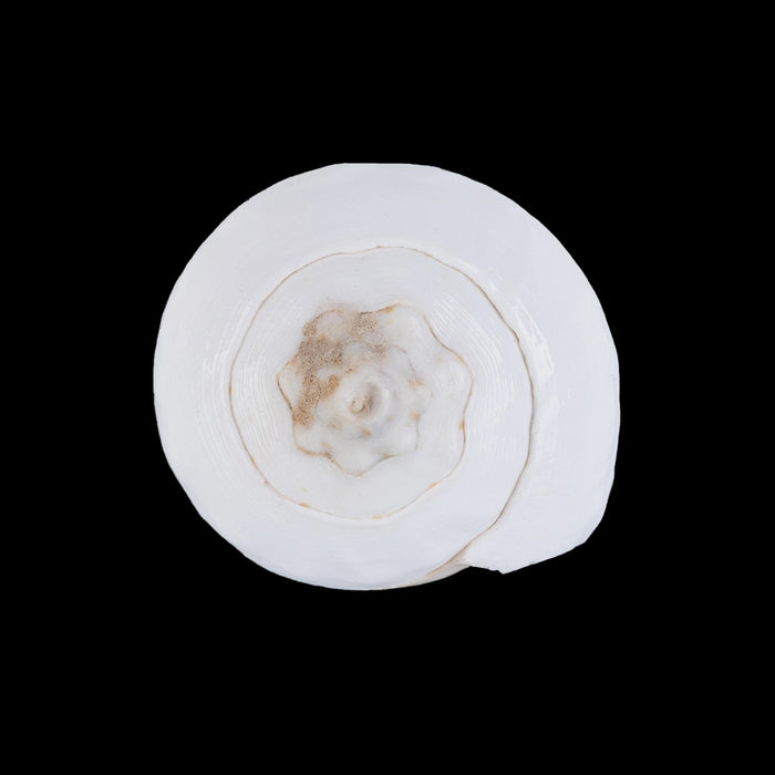 Abhishek Shankh - 1.5 x 2 Inches | Pooja Sangu / Conch / Shankha for Divine Purpose