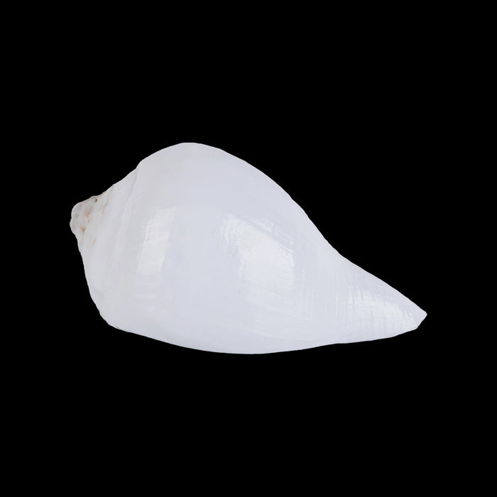 Abhishek Shankh - 1.5 x 2 Inches | Pooja Sangu / Conch / Shankha for Divine Purpose