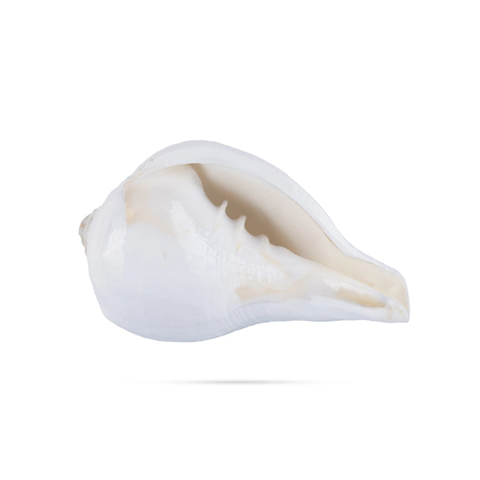 Abhishek Shankh - 1.5 x 2 Inches | Pooja Sangu / Conch / Shankha for Divine Purpose