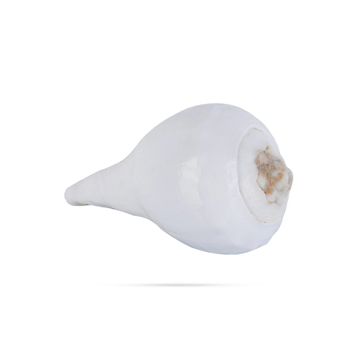 Abhishek Shankh - 1.5 x 2 Inches | Pooja Sangu / Conch / Shankha for Divine Purpose