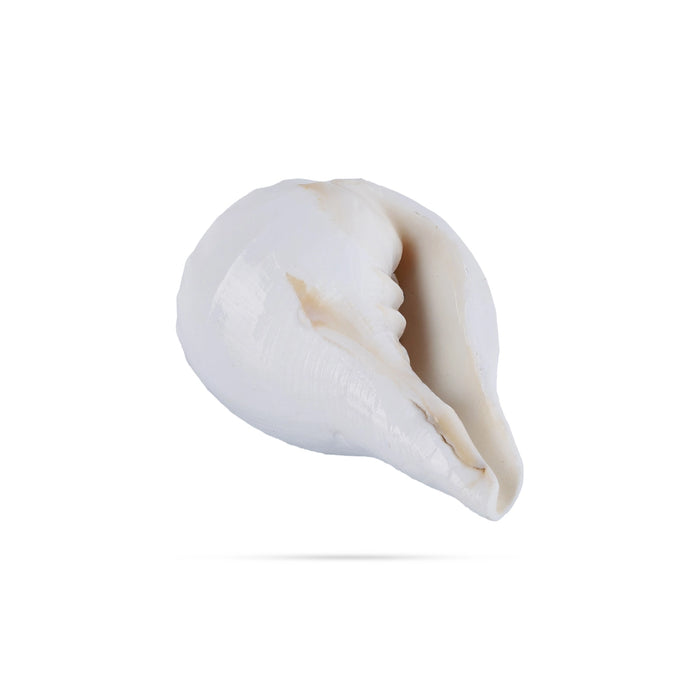 Abhishek Shankh - 1.5 x 2 Inches | Pooja Sangu / Conch / Shankha for Divine Purpose
