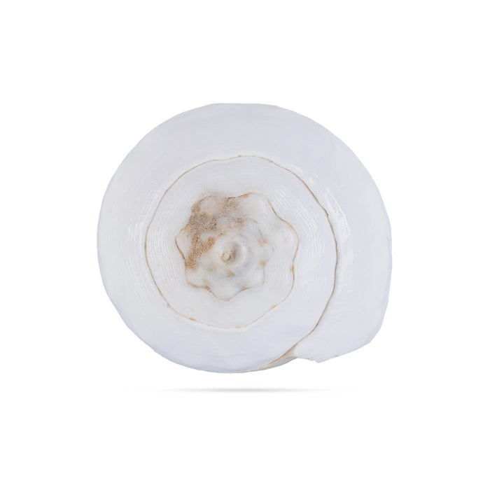 Abhishek Shankh - 1.5 x 2 Inches | Pooja Sangu / Conch / Shankha for Divine Purpose