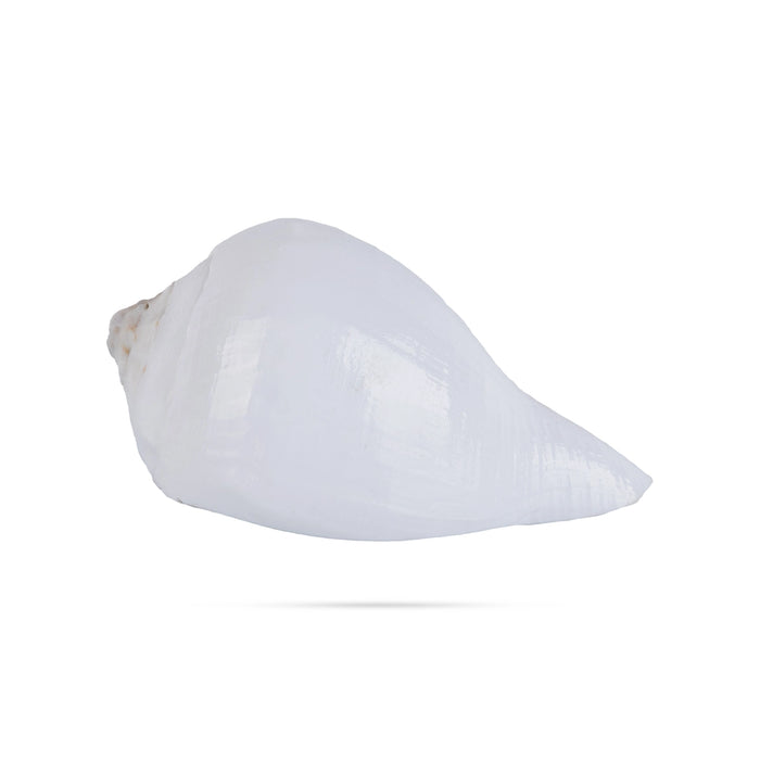 Abhishek Shankh - 1.5 x 2 Inches | Pooja Sangu / Conch / Shankha for Divine Purpose