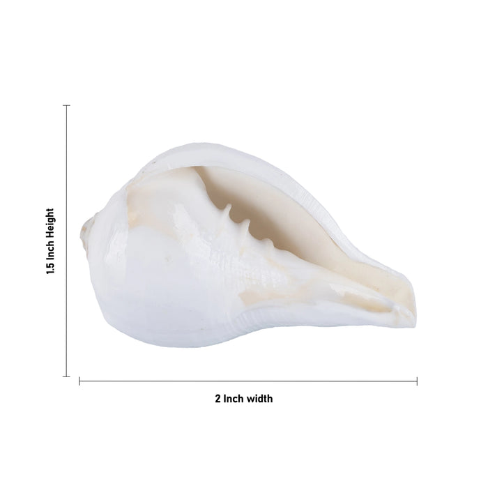 Abhishek Shankh - 1.5 x 2 Inches | Pooja Sangu / Conch / Shankha for Divine Purpose