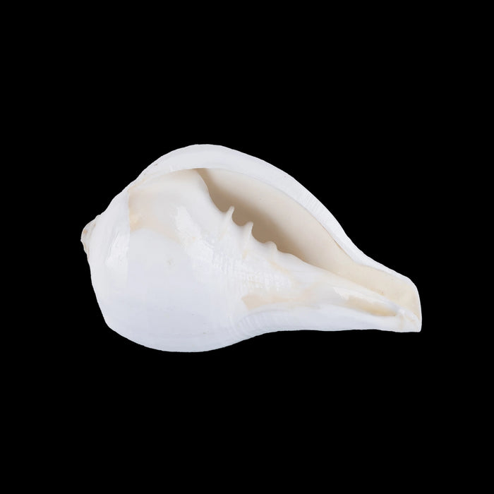 Abhishek Shankh - 1.5 x 2 Inches | Pooja Sangu / Conch / Shankha for Divine Purpose
