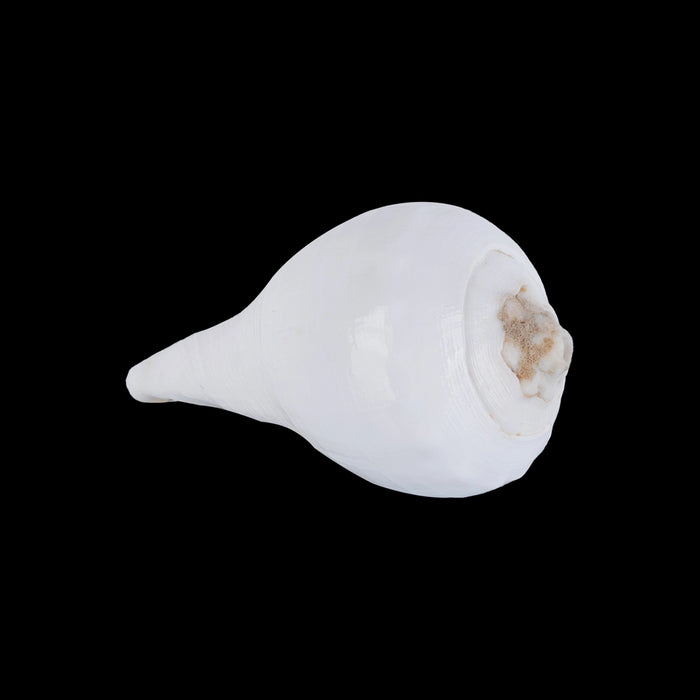 Abhishek Shankh - 1.5 x 2 Inches | Pooja Sangu / Conch / Shankha for Divine Purpose