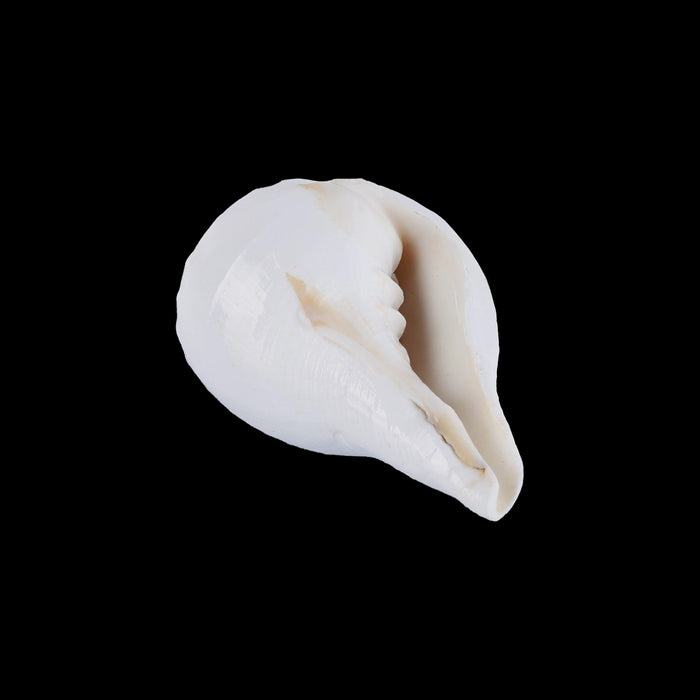 Abhishek Shankh - 1.5 x 2 Inches | Pooja Sangu / Conch / Shankha for Divine Purpose