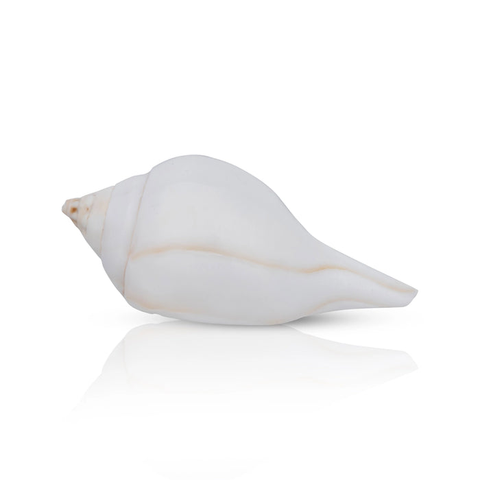 Abhishek Shankh - 3 x 4 inches | Pooja Accessory/ Abhishekam Shankh / Pooja Conch for Ritual Use