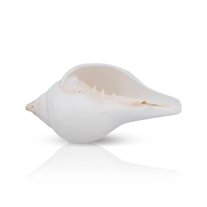 Abhishek Shankh - 3 x 4 inches | Pooja Accessory/ Abhishekam Shankh / Pooja Conch for Ritual Use