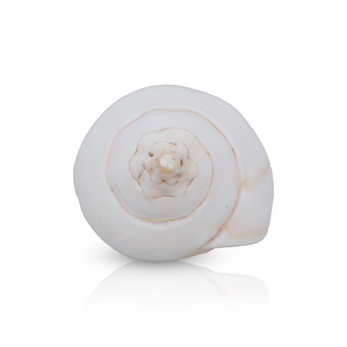 Abhishek Shankh - 3 x 4 inches | Pooja Accessory/ Abhishekam Shankh / Pooja Conch for Ritual Use