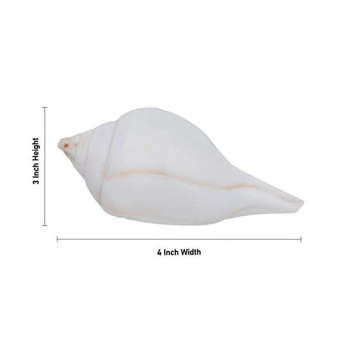 Abhishek Shankh - 3 x 4 inches | Pooja Accessory/ Abhishekam Shankh / Pooja Conch for Ritual Use