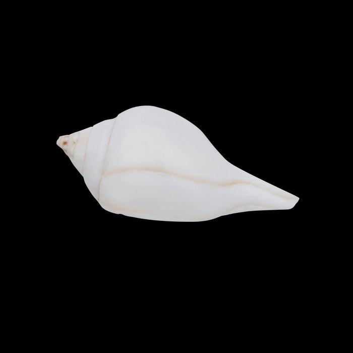 Abhishek Shankh - 3 x 4 inches | Pooja Accessory/ Abhishekam Shankh / Pooja Conch for Ritual Use