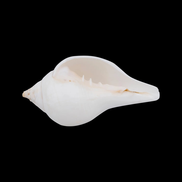 Abhishek Shankh - 3 x 4 inches | Pooja Accessory/ Abhishekam Shankh / Pooja Conch for Ritual Use