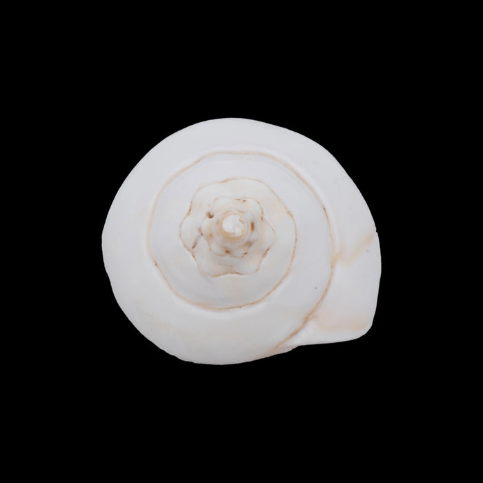 Abhishek Shankh - 3 x 4 inches | Pooja Accessory/ Abhishekam Shankh / Pooja Conch for Ritual Use
