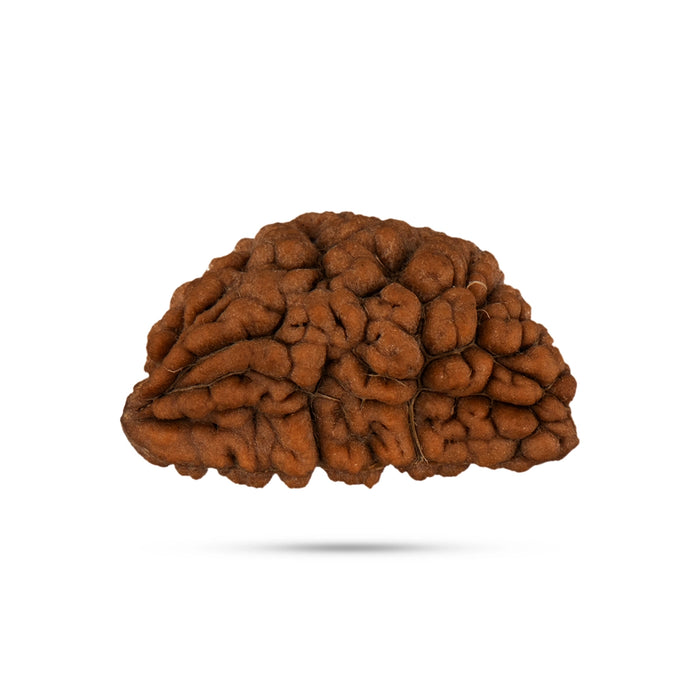 1 Mukhi Rudraksh Bead - Cashew Nut Shape | 1 Face Rudraksha/ Ek Mukhi Rudraksha For Meditation & Gifting