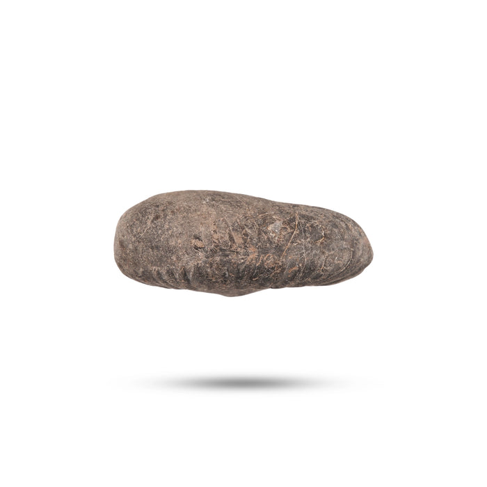 Shaligram Idol - 1 x 2 Inches | Shaligram Murti/ Saligram Murti for Pooja