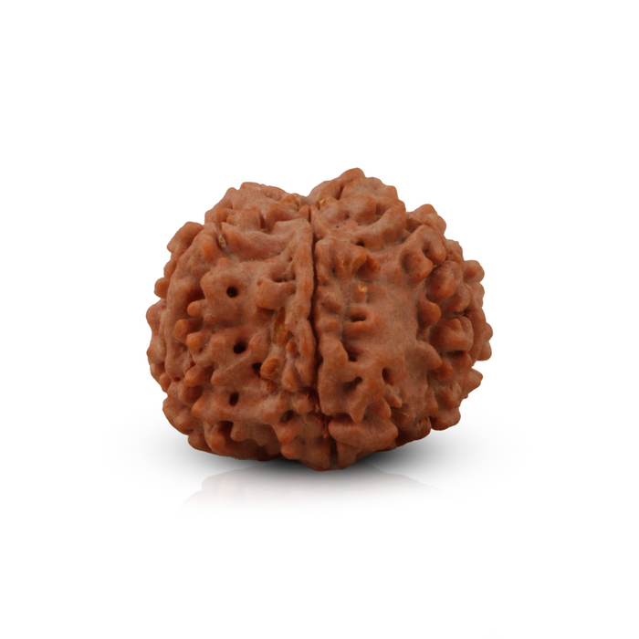 5 Mukhi Rudraksha Beads - 22 mm | Kalagni Rudra Five Mukhi/ 5 Face Nepali Rudraksh Beads for Men & Women