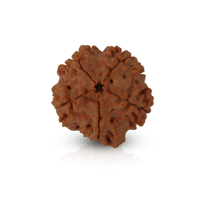 5 Mukhi Rudraksha Beads - 22 mm | Kalagni Rudra Five Mukhi/ 5 Face Nepali Rudraksh Beads for Men & Women