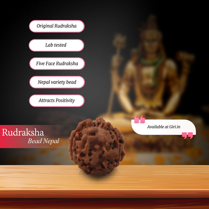 5 Mukhi Rudraksha Beads - 22 mm | Kalagni Rudra Five Mukhi/ 5 Face Nepali Rudraksh Beads for Men & Women