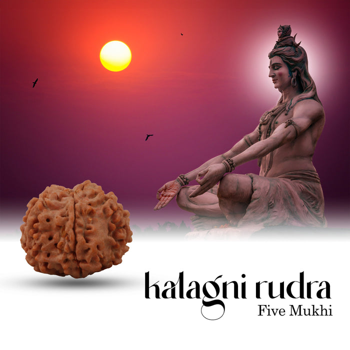 5 Mukhi Rudraksha Beads - 22 mm | Kalagni Rudra Five Mukhi/ 5 Face Nepali Rudraksh Beads for Men & Women