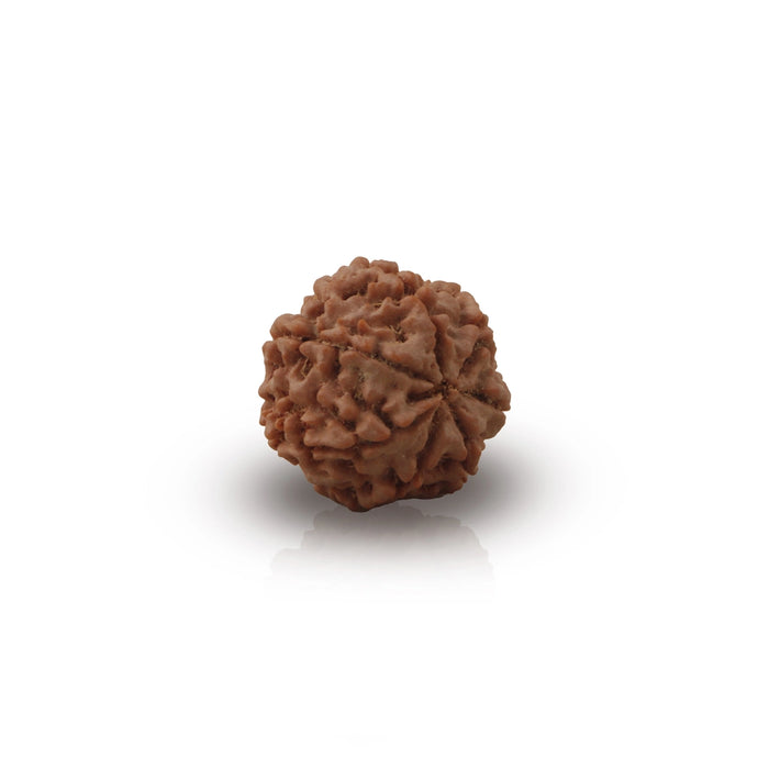 7 Face Rudraksha Bead | 22 mm/ 7 Mukhi Rudraksh Bead/ Nepal Ruthratcham Bead for Men And Women