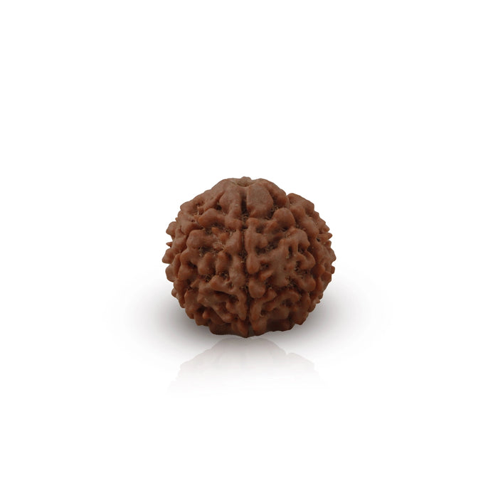 7 Face Rudraksha Bead | 22 mm/ 7 Mukhi Rudraksh Bead/ Nepal Ruthratcham Bead for Men And Women