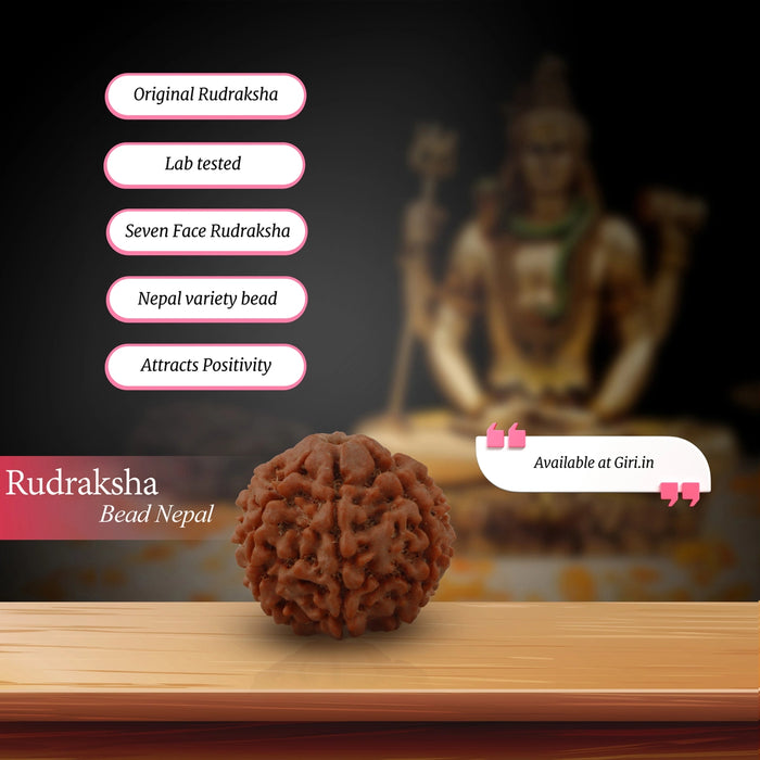 7 Face Rudraksha Bead | 22 mm/ 7 Mukhi Rudraksh Bead/ Nepal Ruthratcham Bead for Men And Women
