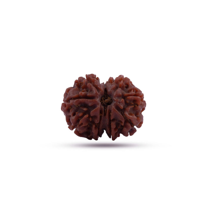 8 Mukhi Rudraksha Beads | 8 Face Beads/ Ganesha Beads/ Nepal Ruthratcham For Energy, Success And Protection