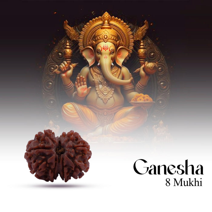 8 Mukhi Rudraksha Beads | 8 Face Beads/ Ganesha Beads/ Nepal Ruthratcham For Energy, Success And Protection