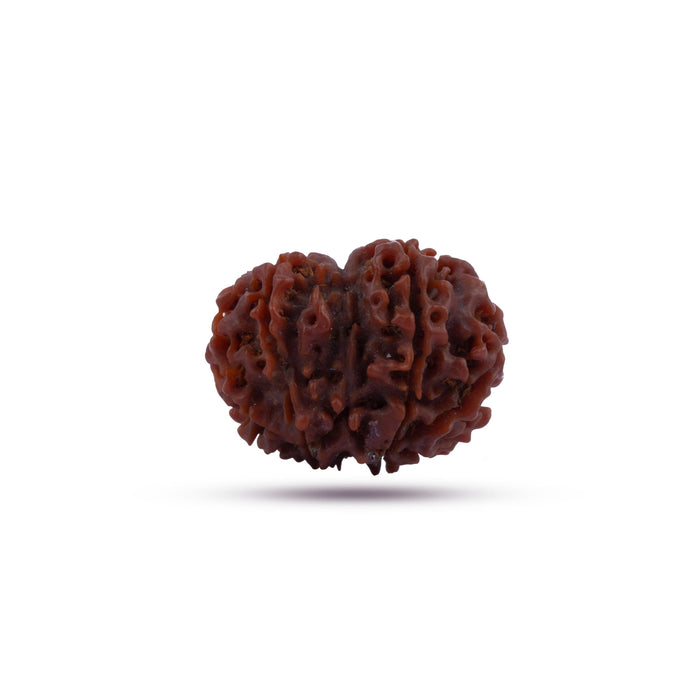 8 Mukhi Rudraksha Beads | 8 Face Beads/ Ganesha Beads/ Nepal Ruthratcham For Energy, Success And Protection
