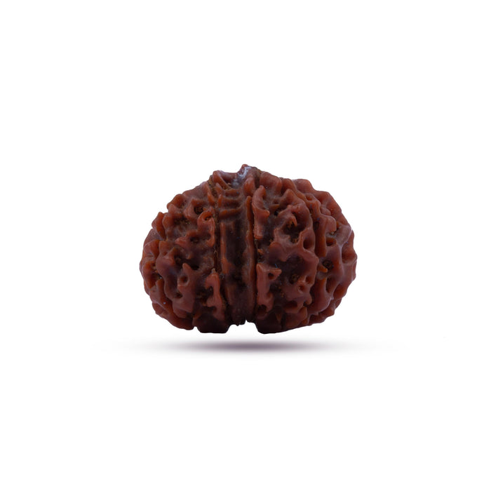8 Mukhi Rudraksha Beads | 8 Face Beads/ Ganesha Beads/ Nepal Ruthratcham For Energy, Success And Protection
