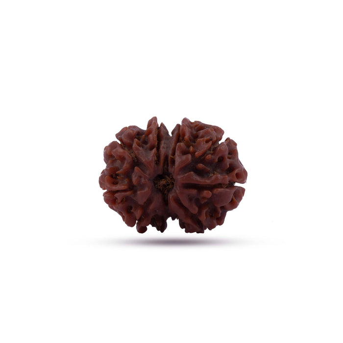 8 Mukhi Rudraksha Beads | 8 Face Beads/ Ganesha Beads/ Nepal Ruthratcham For Energy, Success And Protection