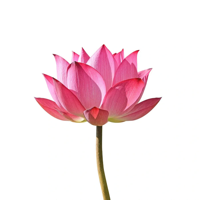 Pink Lotus Flower - 1 Pcs | Beautiful Lotus Flower/ Fresh Lotus Flower for Pooja & Decoration